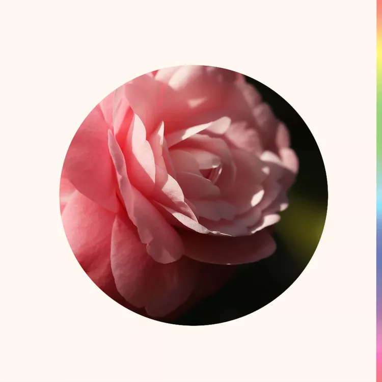 camellia