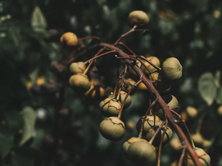 kukuinuts